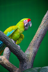 Close-focus of a great green macaw bird on a branch isolated on the green background