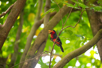 A high-quality image of Bearded barbet on the tree in the jungle