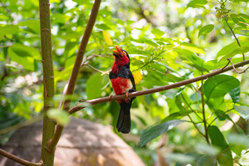 A high-quality image of Bearded barbet on the tree in the jungle