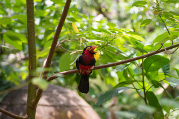 A high-quality image of Bearded barbet on the tree in the jungle