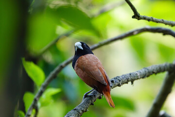 Close-focus of a Chestnut Munia (Lonchura atricapilla) on a tree in a  nature reserve