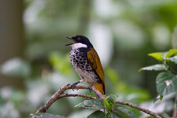 Close-focus of a Scaly-breasted Bulbul is singing on a tree in a nature reserve