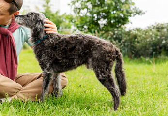 young man petting mixed breed gray fluffy senior dog bedlington terrier whippet on green grass pets...