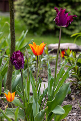 Purple and orange tulips flowers blooming in a garden