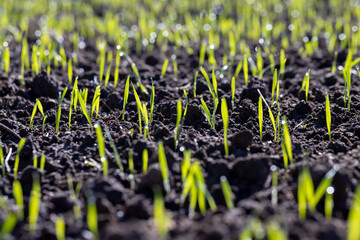 Winter wheat variety covered with dew drops