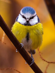 Blaumeise