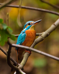 Eisvogel