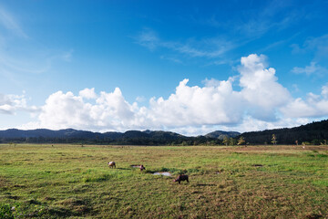 Landscape with blue sky and bulls  grazing on the green field.