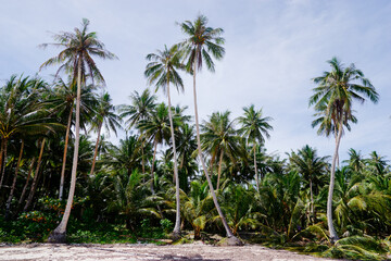 Fototapeta na wymiar Landscape. Coconut palms plantation on the beach.