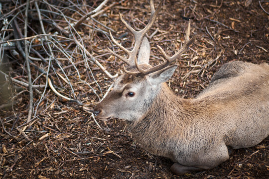 Close-up of an antlered deer in a zoo sitting on the ground and looking away
