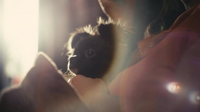 Close-up of a dog in a woman's arms sitting on a sofa and drinking coffee. A happy pet with its mistress at home in the morning. High quality 4k footage