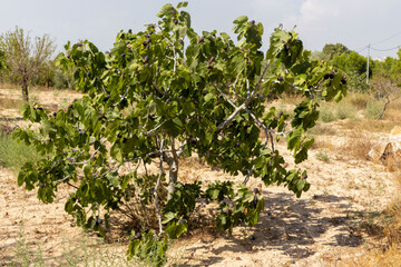 Fototapeta na wymiar Fig tree in a field. Spain