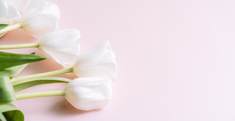 Bouquet of white tulips on a pink background.