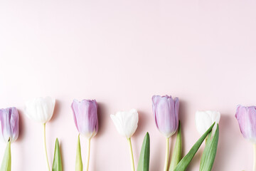 Bouquet of white and purple tulips on a pink background.