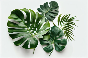 Fototapeta na wymiar Realistic bright green monstera leaves isolated on white background. A popular indoor shrub with tropical foliage. Generative AI