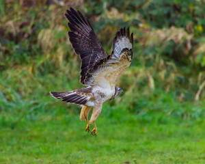 Mäusebussard
