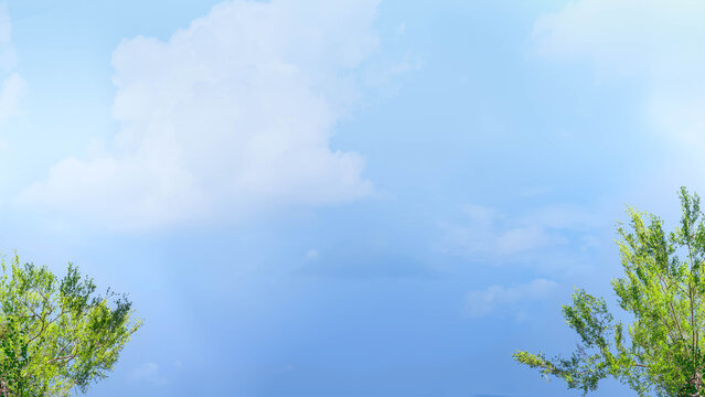 Beautiful background for a banner with crowns and tops of birches stretching up to a blue sky with clouds and bright green leaves.