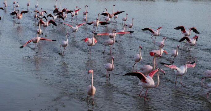Greater Flamingos, Phoenicopterus roseus,Pont De Gau,Camargue, France