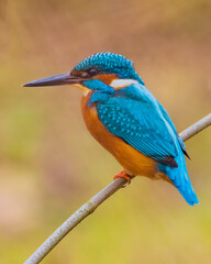 Eisvogel