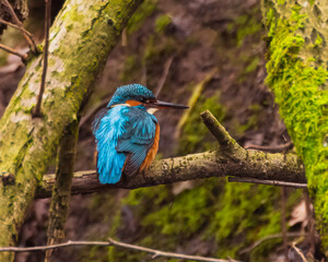 Eisvogel