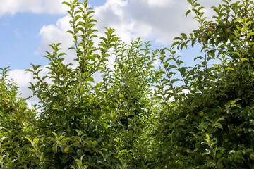 Apple orchard with a mature harvest of green apples