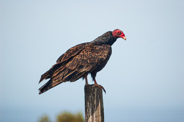 Buzzard at Fort Ross State Historic Park
