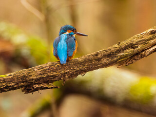 Eisvogel