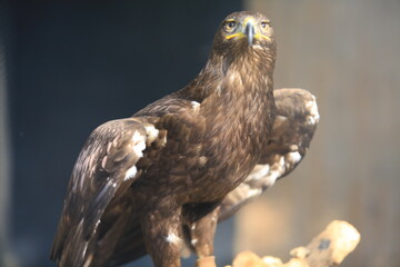 tawny eagle (Aquila rapax) open its wings
