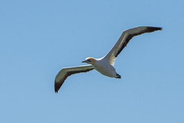 Fototapeta na wymiar Flying cape gannet in Luderitz, Namibia