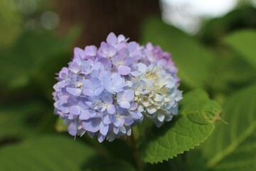 あじさい