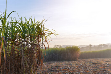 Harvesting sugar cane in tropical Thailand. Sugarcane planted to produce sugar and food. Food...