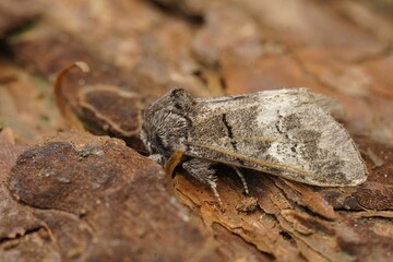 Detailed closeup on an oak marbled brown moth, Drymonia querna sitting on wood