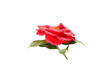 flowers of camellia isolated on a white background