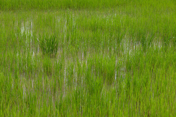 Fototapeta premium Rice field. Battambang. Cambodia.