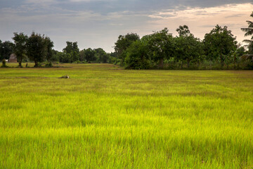 Rice field. Battambang.  Cambodia.