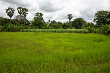 Rice field. Battambang.  Cambodia.