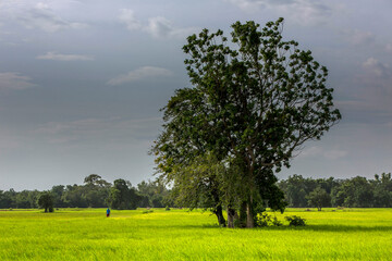 Landscape in Battambang province. Cambodia.