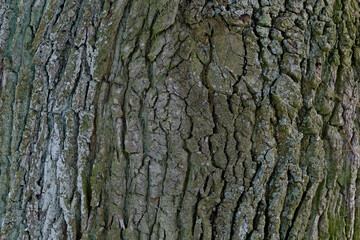 bark of an old oak tree close-up. background and texture