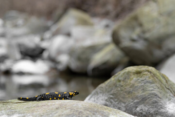 On the riverside, the fire salamander (Salamandra salamandra)
