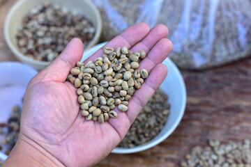 The hand is sorting Peaberry the coffee beans before roasting them. Coffee production, natural sun dry of honey process, removed bulb and remaining sweet for dry, premium quality of coffee in Thailand