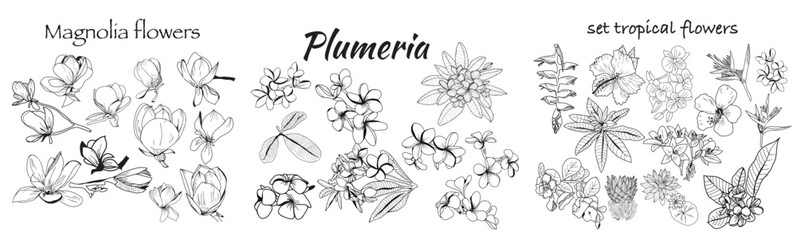 Set of Hand drawn tropical flowers black and white - 580966839
