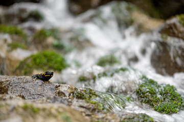 Fire salamander on the rock with waterfalls on background (Salamandra salamandra)