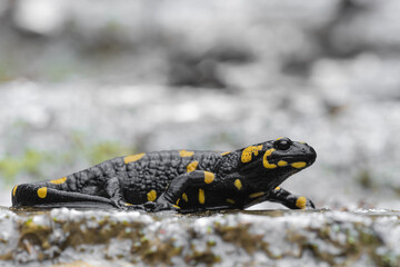 The fire salamander on the rock (Salamandra salamandra)