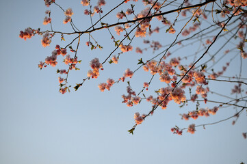 sakura blossom in spring