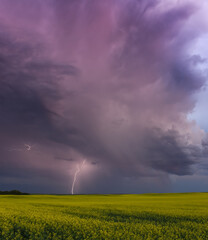 lightning and thunderstorm over a yellow field of canola
