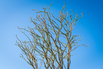 Ocotillo Cactus at Joshua Tree National Park