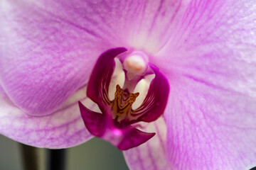 pink blooming orchid on the window. close-up.