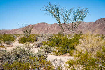 Ocotillo Cactus at Joshua Tree National Park