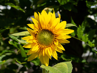 Sunflower head, Helianthus annuus