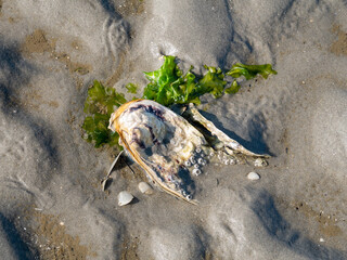 Japanese or Pacific oyster with barnacles and sea lettuce on sand at low tide of Waddensea, Netherlands